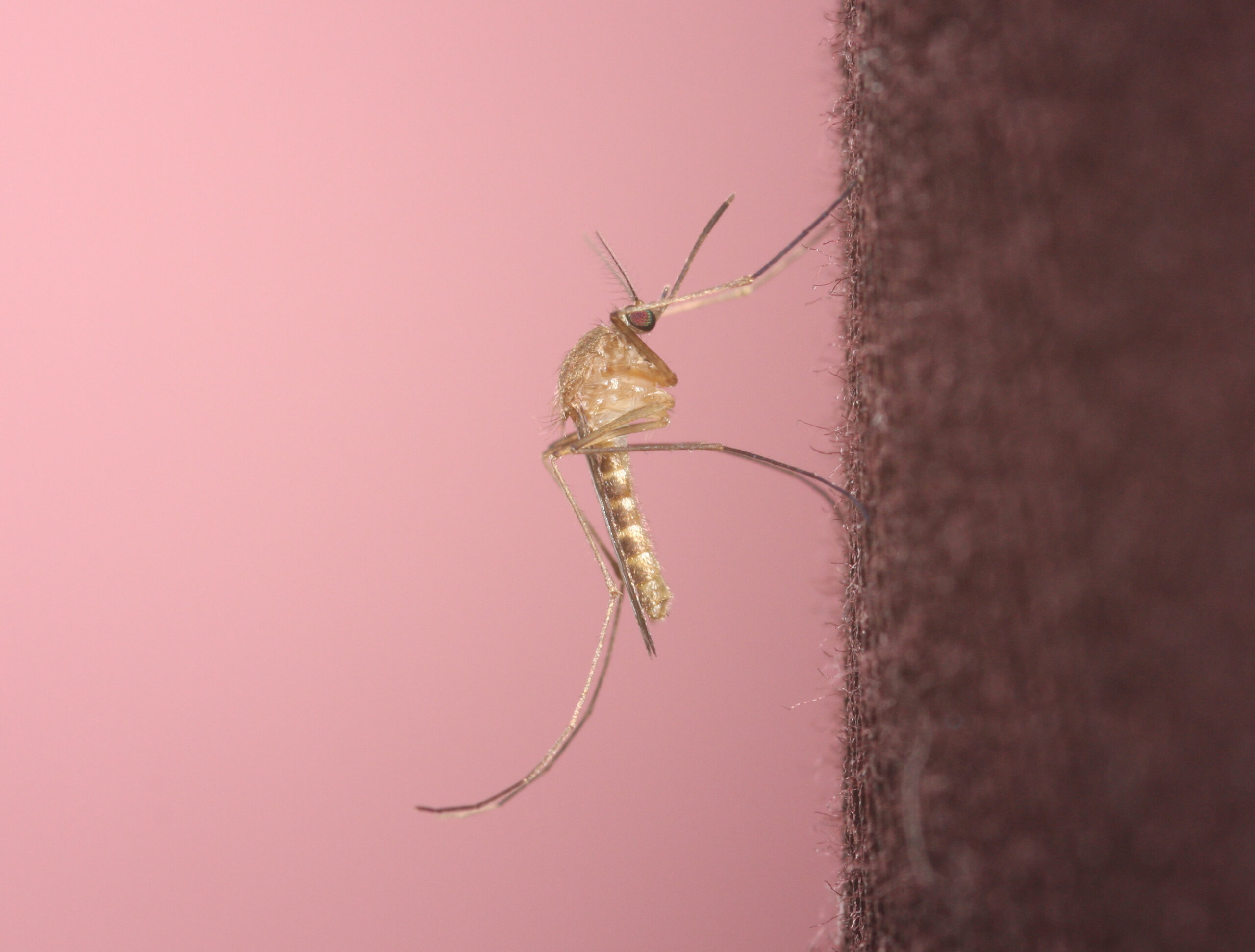 Gewone huissteekmug Culex pipiens die het westnijlvirus kan overbrengen
