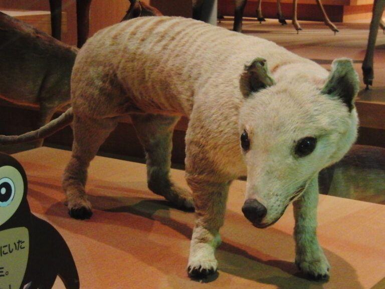 Opgezette Tasmaanse tijger in een natuurhistorisch museum