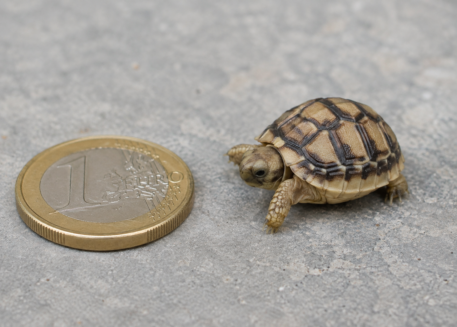 Piepkleine Egyptische landschildpad naast een euromunt