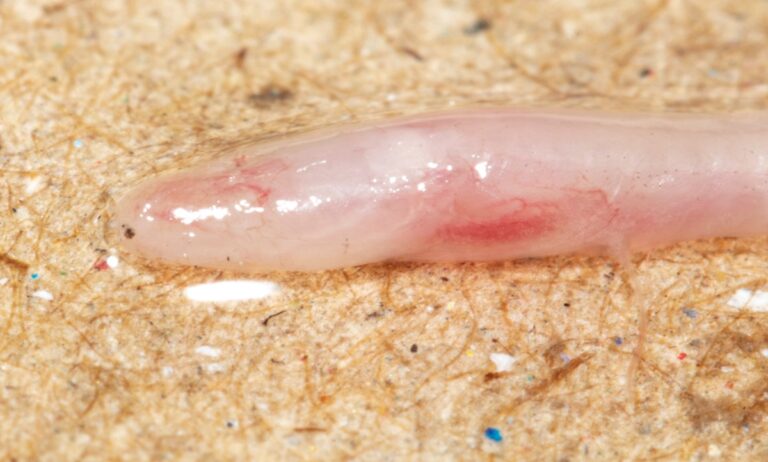 Close-up van de doorschijnende ondergrondse vis Gangaichthys indonepalicus uit Bihar, India.