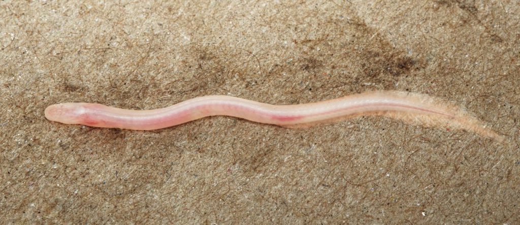Volledig lichaam van de ongeveer vier centimeter lange ondergrondse vis Gangaichthys indonepalicus.