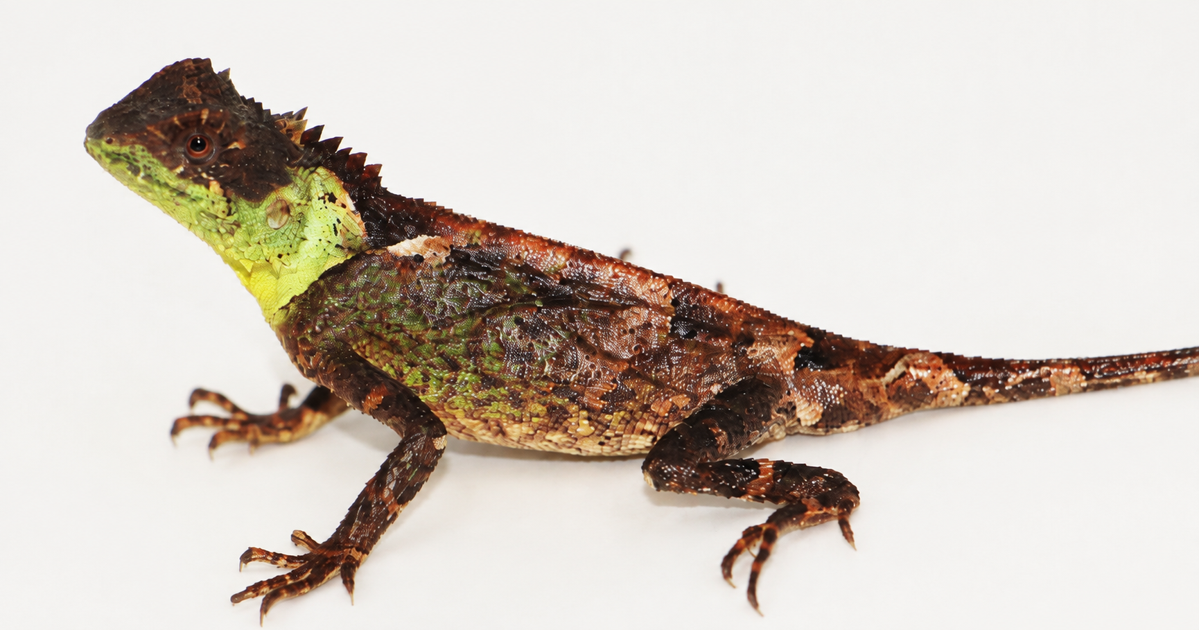 Horizontale close-up van de Thaise bergdraak Acanthosaura syrax.